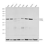 CYP1B1 Antibody in Western Blot (WB)