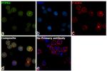 PTPN2 Antibody in Immunocytochemistry (ICC/IF)