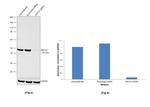 XRCC4 Antibody