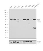 NOX4 Antibody in Western Blot (WB)