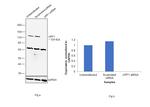 UPF1 Antibody in Western Blot (WB)