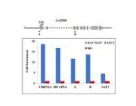 FANCI Antibody in ChIP Assay (ChIP)