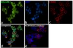 FANCI Antibody in Immunocytochemistry (ICC/IF)