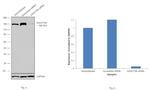 FANCI Antibody in Western Blot (WB)