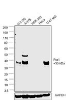 Fra1 Antibody in Western Blot (WB)