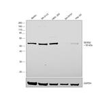 SESN2 Antibody in Western Blot (WB)