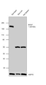 MYH7 Antibody in Western Blot (WB)