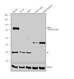 C4BPA Antibody in Western Blot (WB)