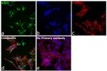 RAP1 Antibody in Immunocytochemistry (ICC/IF)