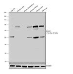 ACOX1 Antibody in Western Blot (WB)