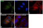 NRGN Antibody in Immunocytochemistry (ICC/IF)