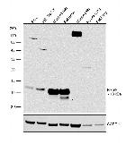 NRGN Antibody in Western Blot (WB)