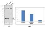 NRGN Antibody in Western Blot (WB)