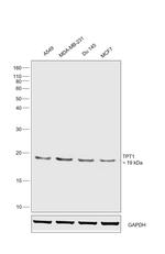 TPT1 Antibody in Western Blot (WB)