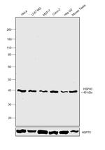 HSP40 Antibody in Western Blot (WB)