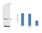 HSP40 Antibody in Western Blot (WB)