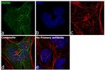 HSP40 Antibody in Immunocytochemistry (ICC/IF)