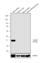 GNAO1 Antibody in Western Blot (WB)