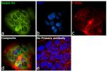 SERPINH1 Antibody in Immunocytochemistry (ICC/IF)