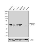 SERPINH1 Antibody in Western Blot (WB)