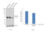 SERPINH1 Antibody in Western Blot (WB)