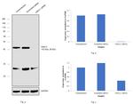 GNA11 Antibody in Western Blot (WB)