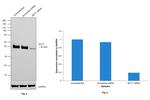 MCT1 Antibody in Western Blot (WB)