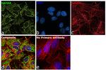 HADHA Antibody in Immunocytochemistry (ICC/IF)