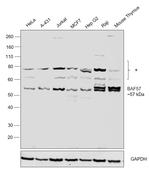 BAF57 Antibody in Western Blot (WB)