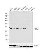 FBP1 Antibody in Western Blot (WB)