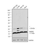 SNRPE Antibody in Western Blot (WB)