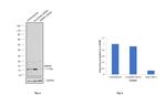 SNRPE Antibody in Western Blot (WB)