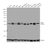 GNAS Antibody in Western Blot (WB)