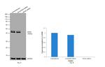 GNAS Antibody