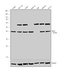 RNF2 Antibody in Western Blot (WB)