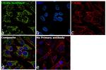 Citrate Synthase Antibody in Immunocytochemistry (ICC/IF)