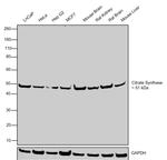 Citrate Synthase Antibody in Western Blot (WB)