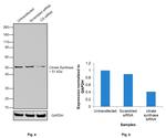 Citrate Synthase Antibody in Western Blot (WB)