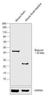 Biglycan Antibody in Western Blot (WB)