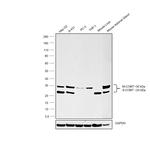 COMT Antibody in Western Blot (WB)