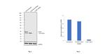 COMT Antibody in Western Blot (WB)