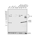 PCBD1 Antibody in Western Blot (WB)