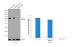 RBBP5 Antibody in Western Blot (WB)