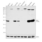 VSNL1 Antibody in Western Blot (WB)