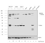 MBTPS1 Antibody in Western Blot (WB)