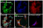 PHIP Antibody