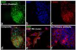 PHIP Antibody in Immunocytochemistry (ICC/IF)