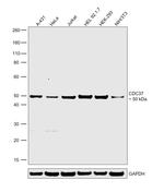 CDC37 Antibody in Western Blot (WB)