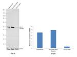 CDC37 Antibody in Western Blot (WB)