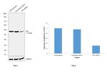 PDI Antibody